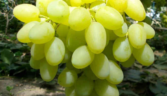 Белая Акация виноград