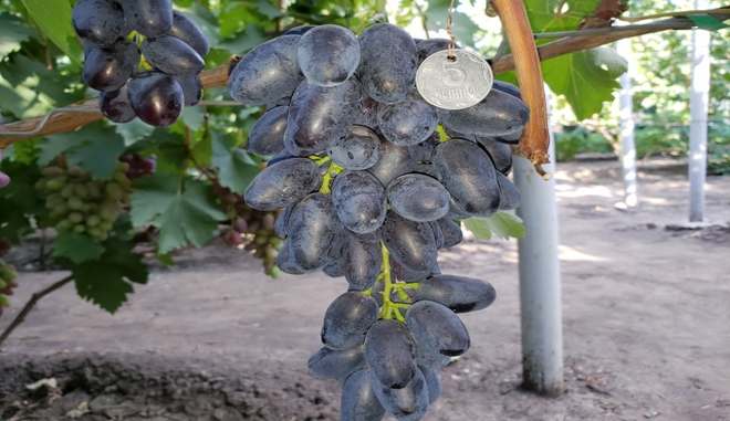 Урожай винограда Новичок