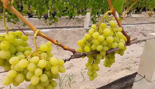 Сбор гроздей винограда