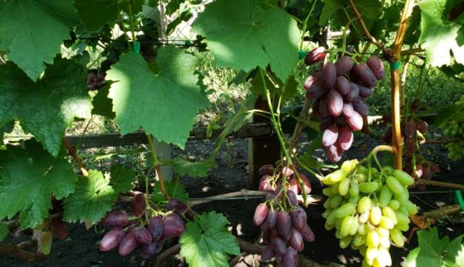 Сбор урожая винограда Альбатрос