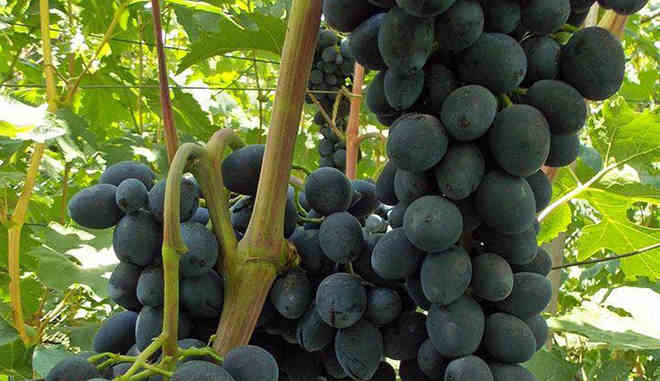 Сбор винограда Черная Вишня