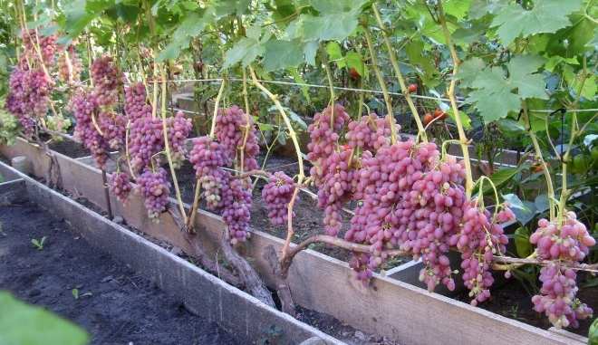 Сбор урожая винограда Велес