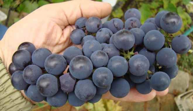 Сбор винограда Альфа