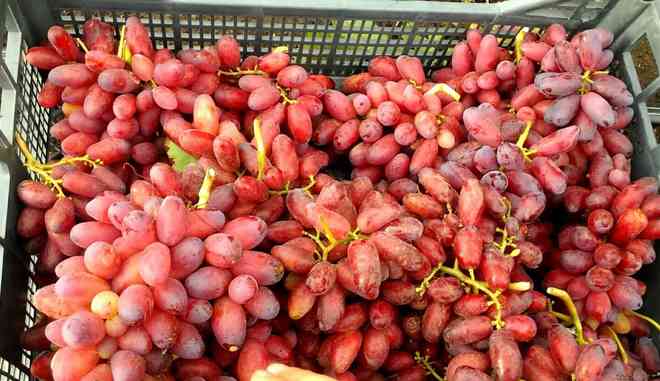 Хранение урожая винограда