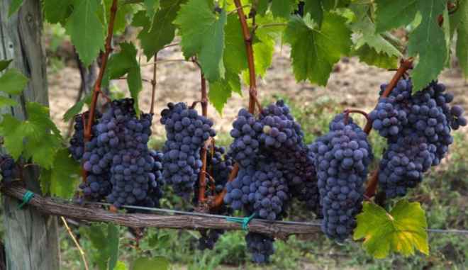 Гибридный виноград Альфа
