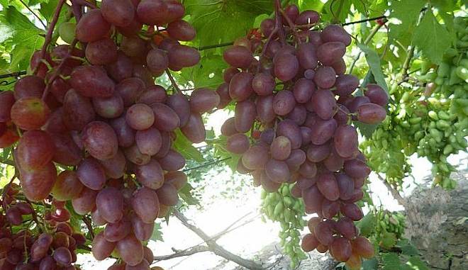 Урожай винограда Полонез 50