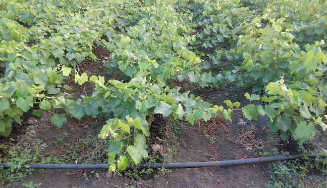 Высадка саженца лозы винограда