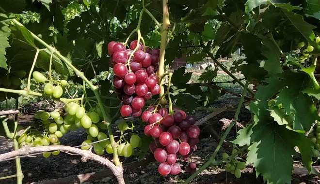 Хранение урожая винограда Бодрый 