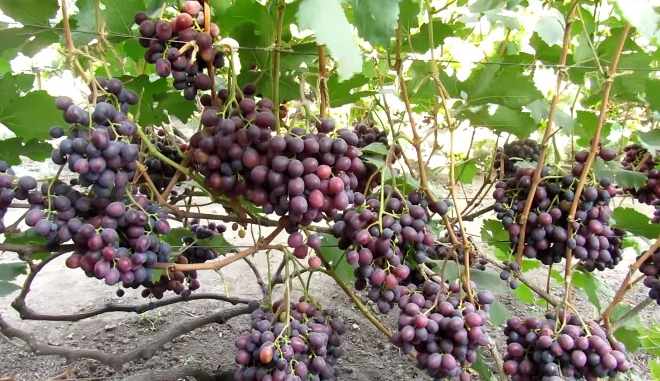 Виноград Эффект: описание сорта, выращивание, отзывы садоводов