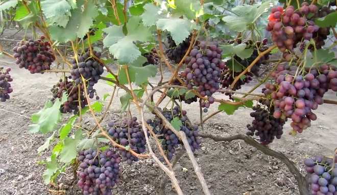 Хранение винограда Эффект