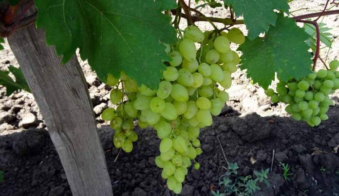 Урожай винограда Бесподобный