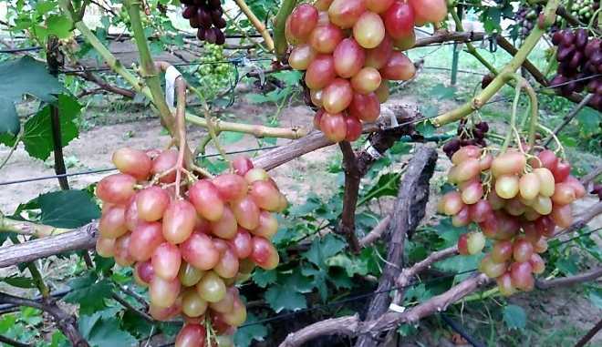 Виноград Соперник: описание и правила выращивания сорта