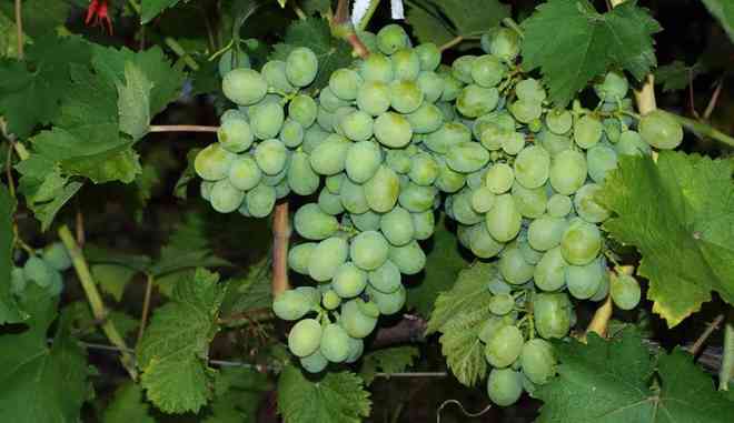 Виноград Айвенго: описание и особенности выращивания сорта