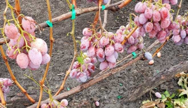 Урожай сорта винограда Альбано