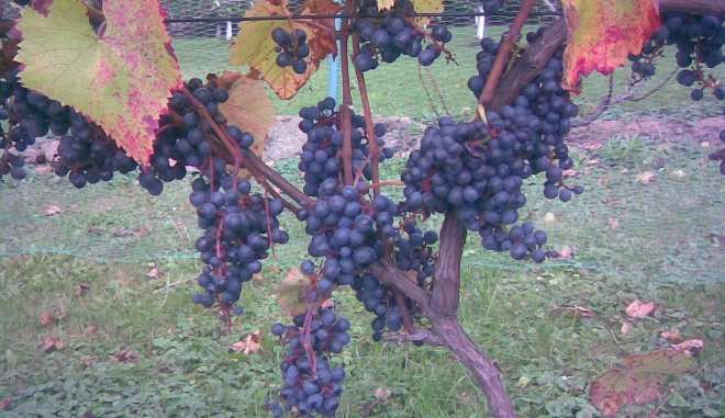 Виноград сорта Алокон