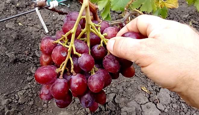 Гибридный сорт винограда Исполин