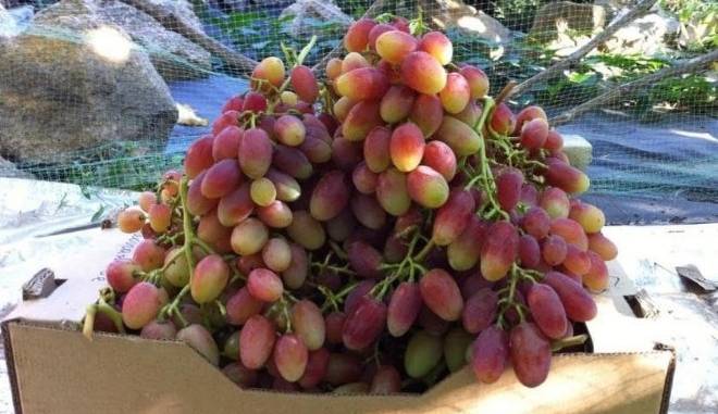 Сбор урожая винограда Катруся Каховская