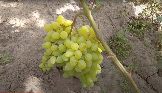 Виноград сорта Бесподобный