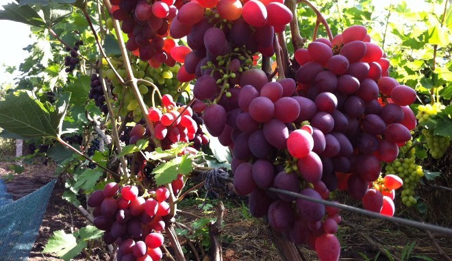 Хранения урожая винограда Княжна