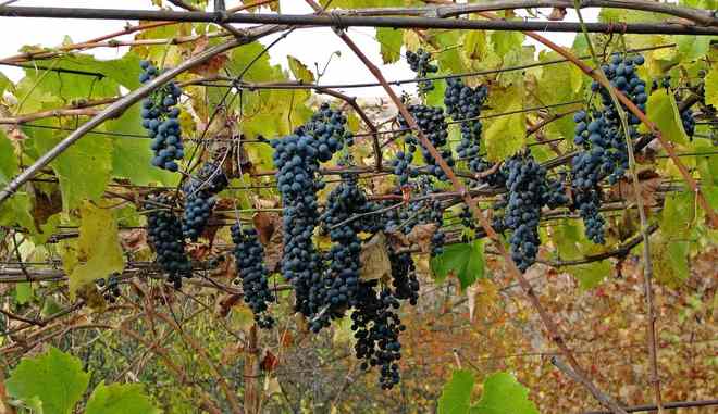 Урожай винограда Амурский Потапенко