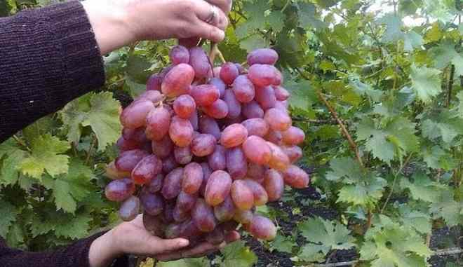 Урожай винограда Криптон