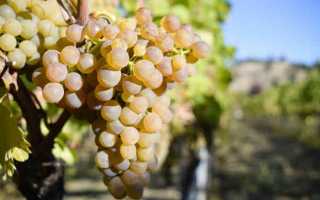 Виноград Вионье: описание, выращивание, отзывы садоводов