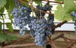 Виноград Каберне Нуар: описание сорта, правила выращивания, отзывы садоводов