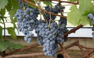 Виноград Каберне Нуар: описание сорта, правила выращивания, отзывы садоводов