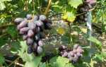 Виноград сорт Эмир: описание, правила выращивания, отзывы садоводов
