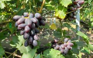 Виноград сорт Эмир: описание, правила выращивания, отзывы садоводов