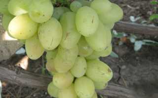 Виноград Взлетная полоса: описание сорта, фото, отзывы садоводов