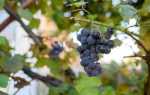 Виноград Аметистовый: характеристика и правила выращивания сорта