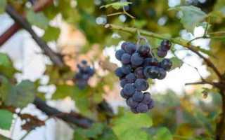 Виноград Аметистовый: характеристика и правила выращивания сорта