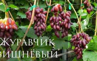 Виноград Журавчик Вишневый: описание сорта, фото, видео, отзывы
