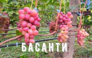 Виноград Басанти: описание сорта, фото, отзывы садоводов