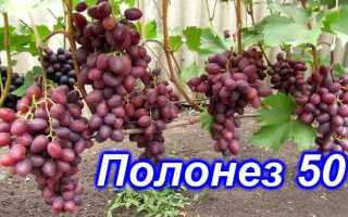 Виноград Полонез 50: описание сорта, фото, отзывы садоводов