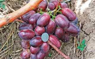 Виноград сорт Олимп: описание, правила выращивания, отзывы садоводов