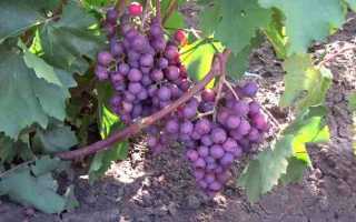 Виноград Сеня: описание сорта: посадка, уход, отзывы садоводов