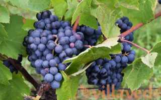 Виноград Каберне Дорса: описание сорта, фото, видео, отзывы садоводов