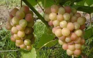 Виноград Паланга: характеристика, правила выращивания, отзывы садоводов