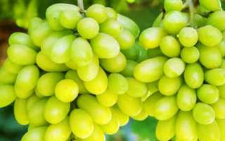 Виноград Арарат (кишмиш): характеристика и правила выращивания сорта
