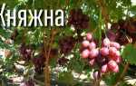 Виноград Княжна: описание сорта, фото, отзывы садоводов