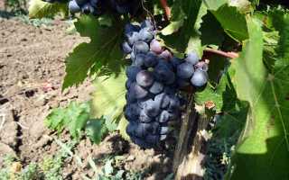 Виноград Тавквери: описание сорта, правила посадки и способы ухода