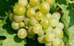 Виноград Дружба: основные характеристики, правила выращивания, отзывы садоводов