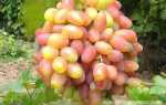 Виноград Золотой юбилей: характеристика, особенности выращивания, отзывы садоводов