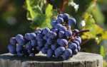Виноград Каберне Фран: описание, правила выращивания, отзывы садоводов