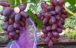 Виноград Красная пуля: описание сорта, посадка, уход, отзывы садоводов