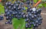 Виноград Черный Хрусталь: описание, правила посадки и способы ухода