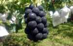 Виноград Блэк Бит: описание сорта, посадка, уход, отзывы садоводов
