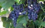 Виноград Венус: описание сорта, фото, отзывы садоводов